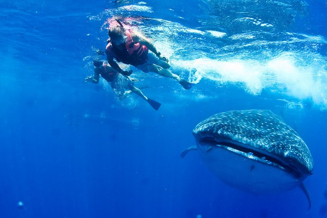 Whale Shark Swimming and Isla Mujeres Beach Tour - Stop 1: Contoy Adventures and the protected-area whale shark encounter