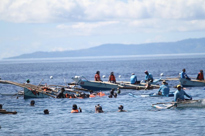 Whale Shark Swimming Experience and Aguinid Falls from Cebu - Oslob whale sharks: your 30-minute snorkel plan