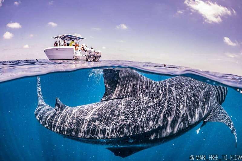 Whale Shark swimming ocean safari all included tour - Key things that make this whale shark safari worth your time