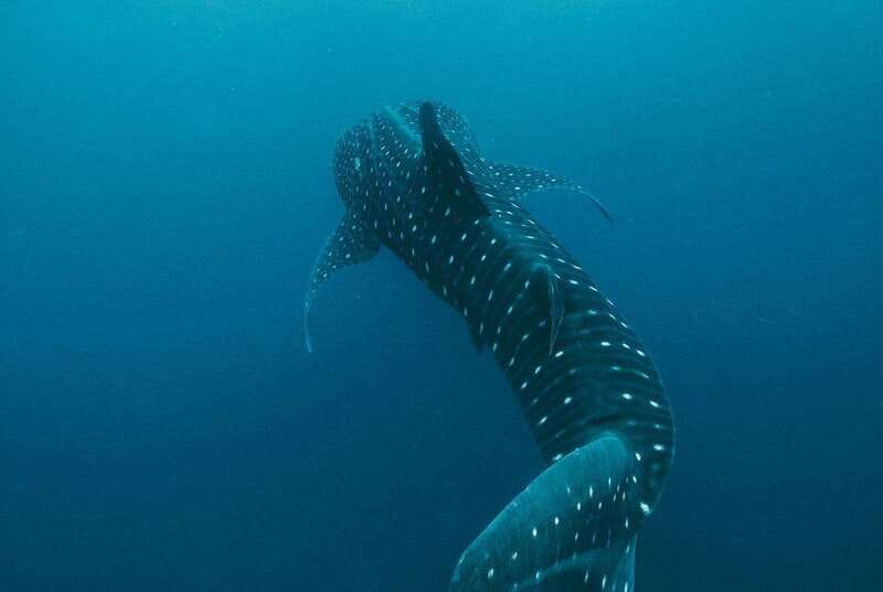 Whale Shark swimming ocean safari all included tour - Why the Isla Mujeres whale shark day feels more “real” than big-boat hype