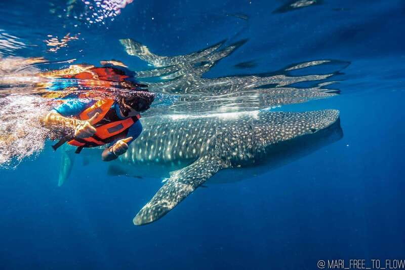 Whale Shark swimming ocean safari all included tour - Getting there: Cancun hotel pickup vs meeting at Isla Mujeres dock