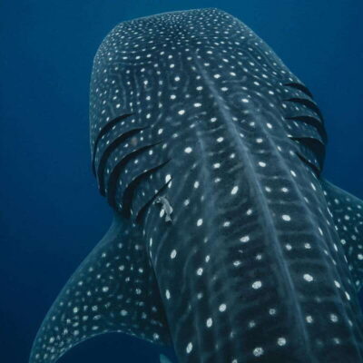 Whale Shark swimming ocean safari all included tour - Price and value: what $174 includes, and what you’ll pay separately