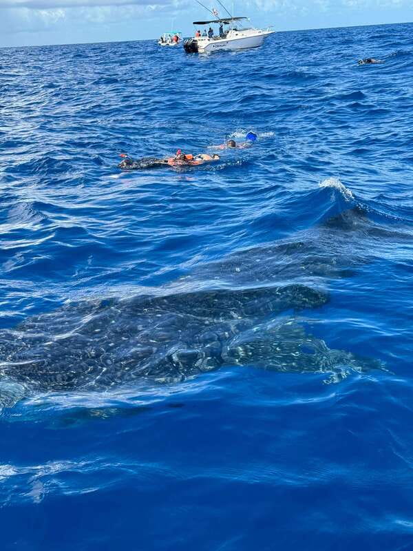 Whale Shark swimming ocean safari all included tour - On the boat: what the first hour is really like