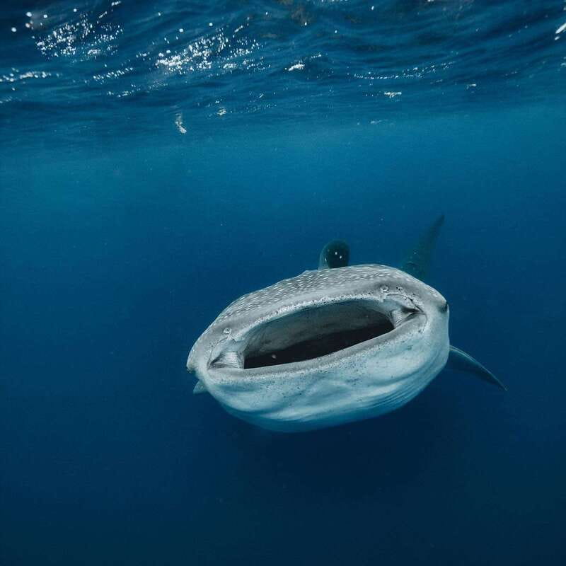 Whale Shark swimming ocean safari all included tour - Ocean safari reality check: sometimes you see 100+, and sometimes you see less
