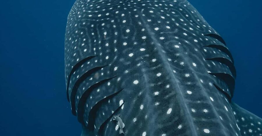 Whale Shark swimming ocean safari all included tour - Isla Mujeres snorkeling and beach time: what you do after the swim