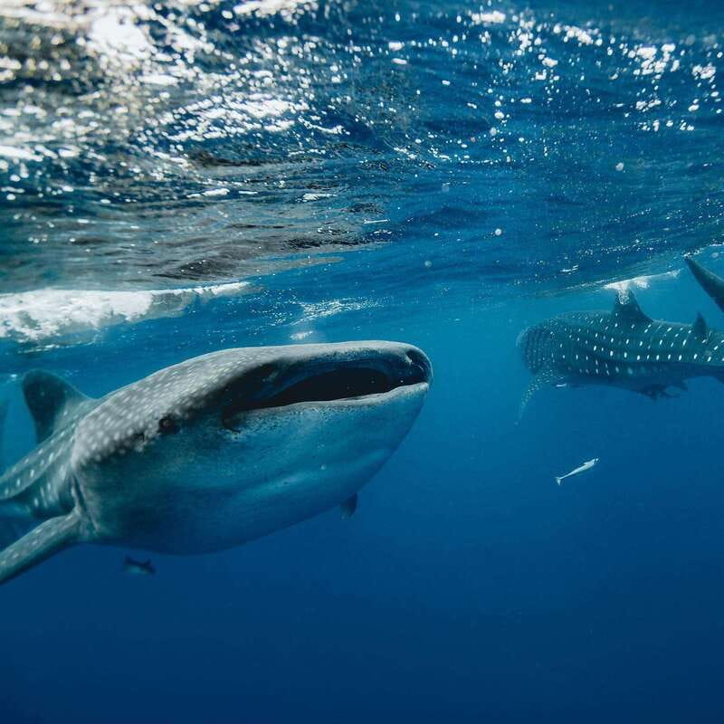 Whale Shark swimming ocean safari all included tour - Equipment, safety, and the GoPro question before you’re in the water
