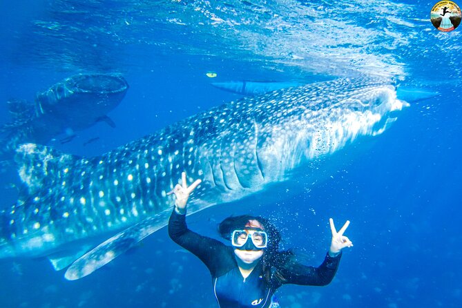 Whale Shark Swimming, Tumalog Falls and Kawasan Canyoneering - Why this Cebu day starts before sunrise