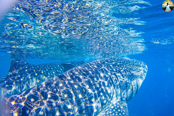 Whale Shark Swimming, Tumalog Falls and Kawasan Canyoneering - Who this tour is best for (and who should skip it)