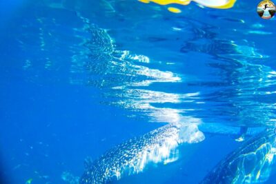 Whale Shark Swimming, Tumalog Falls and Kawasan Canyoneering - Oslob whale shark swimming: your guaranteed close-up