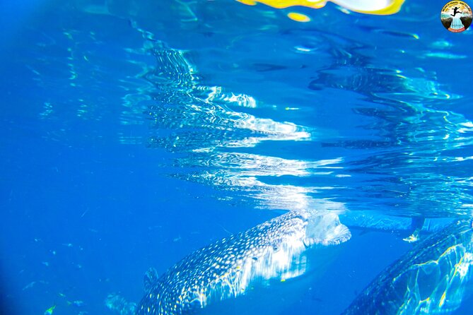 Whale Shark Swimming, Tumalog Falls and Kawasan Canyoneering - Oslob whale shark swimming: your guaranteed close-up