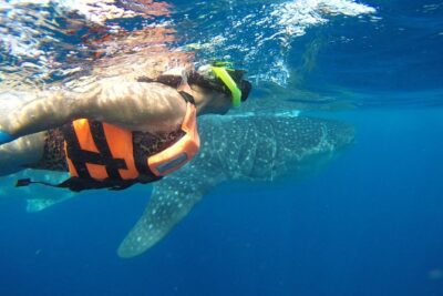 Whale Shark Tour from Cancun and Playa Del Carmen - Swimming near whale sharks: safety rules and real-world expectations