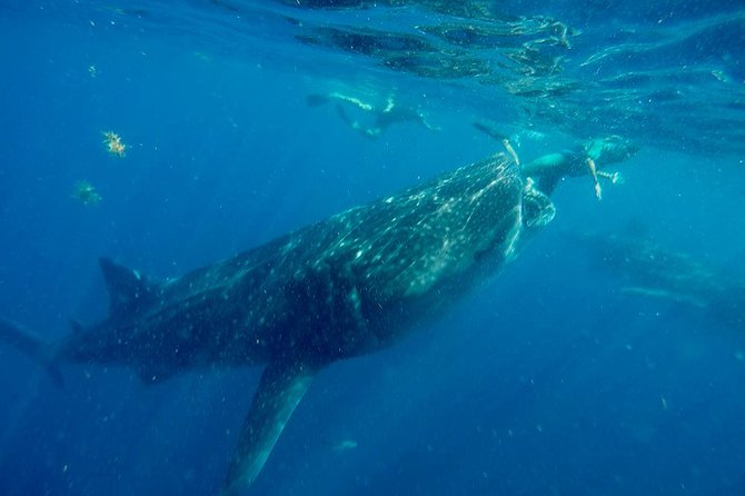 Whale Shark Tour from Cancun and Playa Del Carmen - Who should book this whale shark tour?