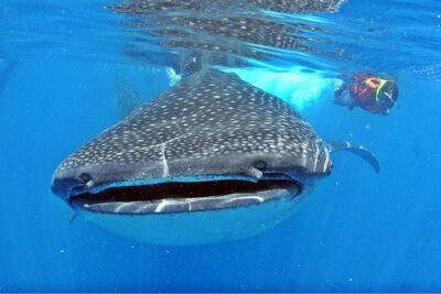 Whale Shark Tour from Cancun, Playa del Carmen, Tulum and Riviera Maya - Price and Value: What You Pay for (and What You’ll Add)