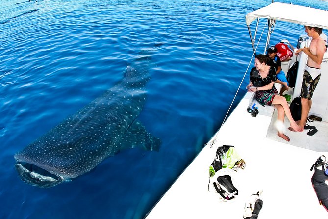 Whale Shark Tour from Cancun, Playa del Carmen, Tulum and Riviera Maya - The Whale Shark Swim: Regulated Turns, Crew Control, and Why Your Expectations Matter