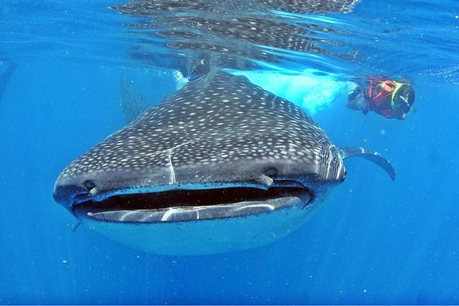 Whale Shark Tour from Cancun, Playa del Carmen, Tulum and Riviera Maya - Price and Value: What You Pay for (and What You’ll Add)
