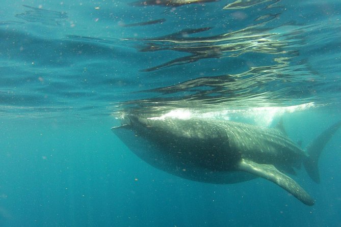 Whale Shark Tour from Holbox Island - Boat Ride to the Whale Shark Sanctuary: Long, Fast, and Sometimes Bouncy