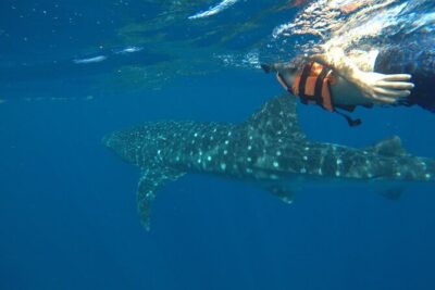 Whale Shark Tour from Holbox Island - The Whale Shark Swim: Two People at a Time, Two Chances Per Person