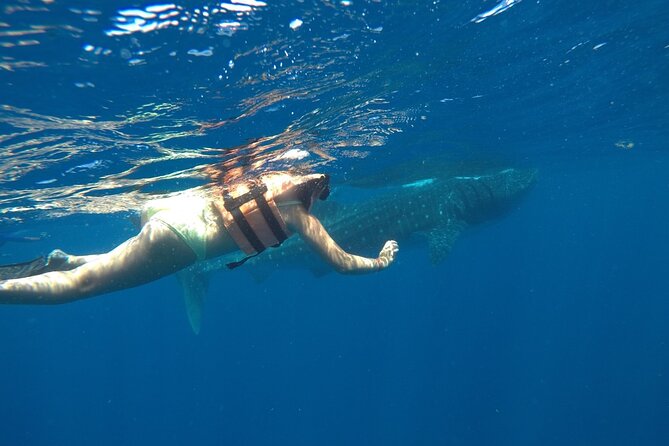 Whale Shark Tour from Holbox Island - Small-Group Comfort on a Big-Expectation Day