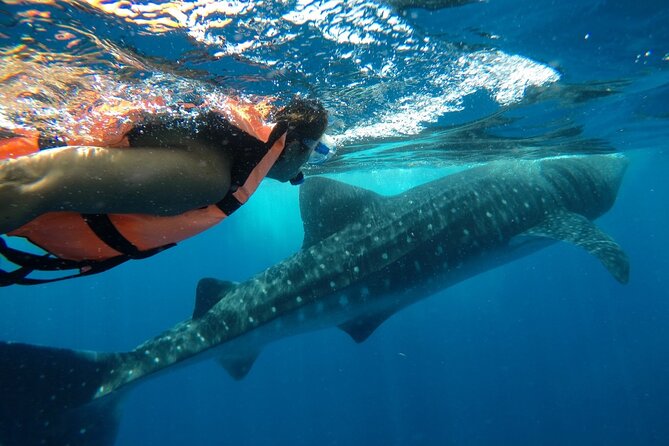 Whale Shark Tour from Holbox Island - Price and Value: Does $210 Buy You Enough?