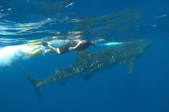Whale Shark Tour from Holbox Island - Booking and Practical Tips That Actually Help