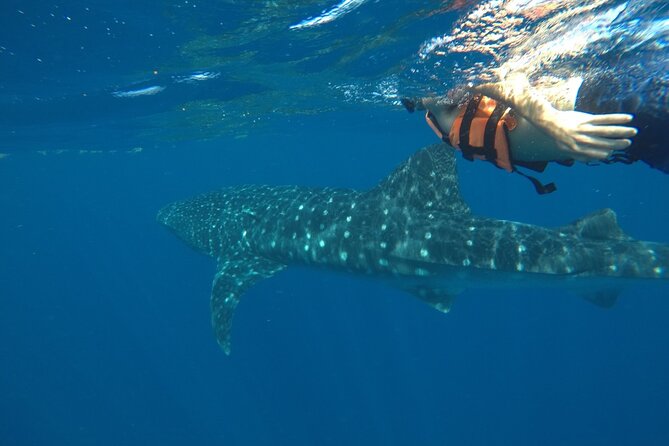 Whale Shark Tour from Holbox Island - The Whale Shark Swim: Two People at a Time, Two Chances Per Person