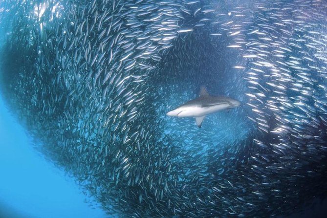 Whale Shark & Tumalog Falls & Sumilon Sandbar & Pescador Island with Sardines - The long-day reality: timing, comfort, and the best way to survive it