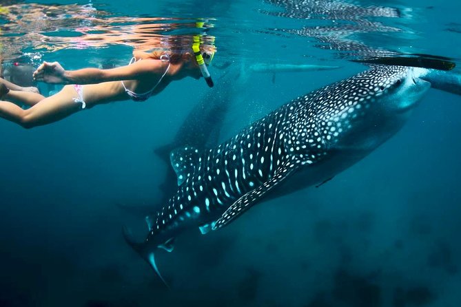 Whale Shark Watching and Sumilon Sandbar Private Tour Package - Oslob whale shark watching: amazing, but expect a managed setup