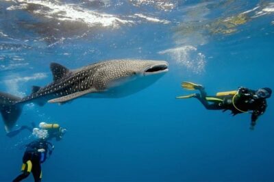 Whale Shark Watching and Sumilon Sandbar Private Tour Package - The 3:30am-to-sunset reality: how the timing really feels