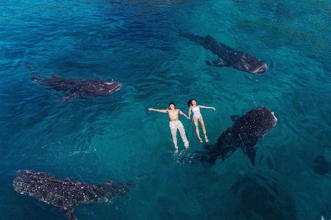 Whale Shark Watching & Tumalog Falls & Kawasan Falls - Key Highlights You’ll Feel the Moment You Book