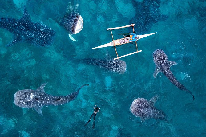 Whale Shark Watching & Tumalog Falls & Kawasan Falls - A One-Day Cebu Plan That Starts Fast (4:00 AM) and Stays Moving