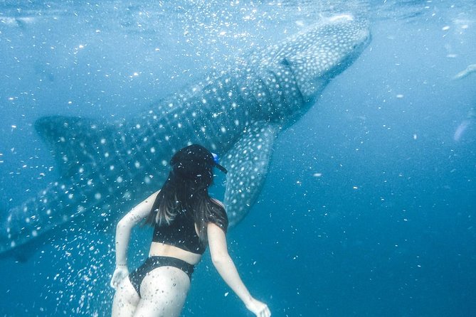 Whale Shark Watching & Tumalog Falls & Kawasan Falls - Who This Tour Fits Best (and Who Might Want Something Else)