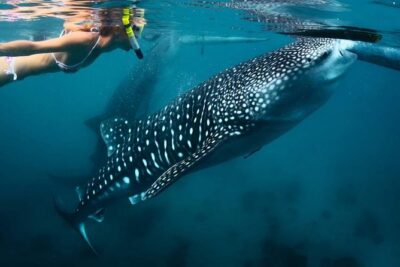 Whale Shark Watching & Tumalog Falls & Kawasan Falls - Tumalog Falls: The Cool Down That Keeps the Day Enjoyable