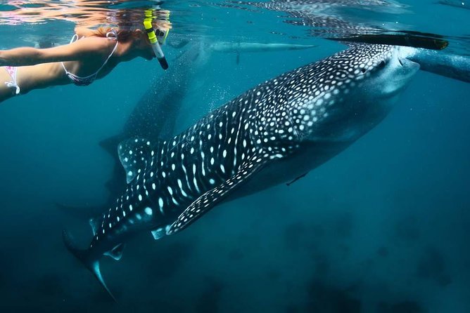 Whale Shark Watching & Tumalog Falls & Kawasan Falls - Tumalog Falls: The Cool Down That Keeps the Day Enjoyable