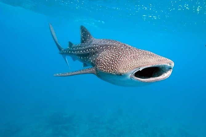Whale Shark Watching with Sumilon Sandbar and Kawasan Falls Tour - Sumilon Island Sandbar: A Boat Ride and a Breath of Stillness