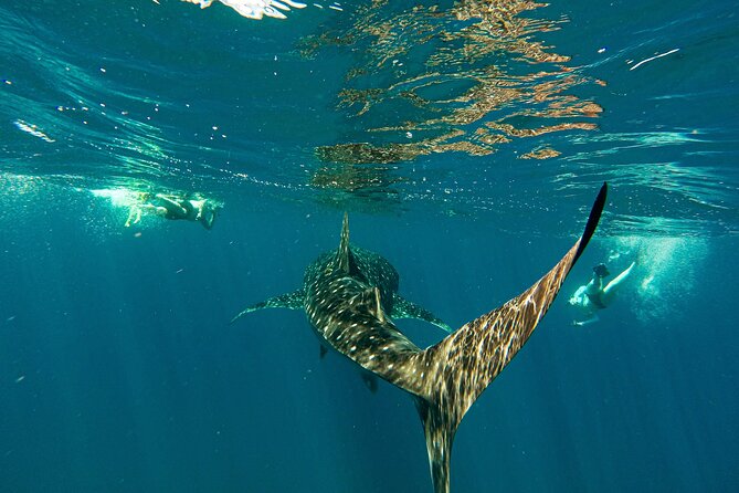 Whale Sharks and Sea Lions Snorkeling Picnic at Balandra Beach - Key highlights before you go