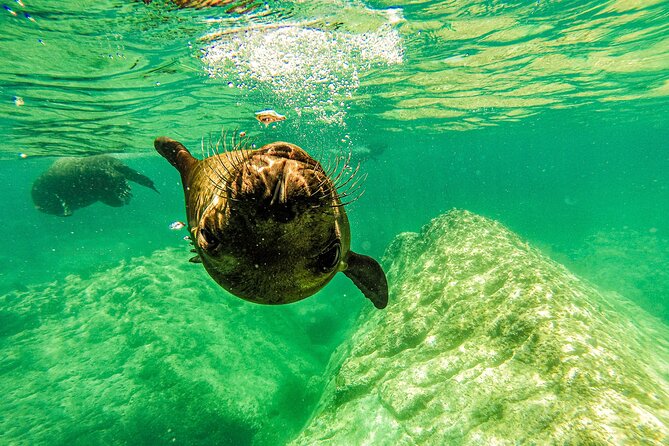 Whale Sharks and Sea Lions Snorkeling Picnic at Balandra Beach - What’s Included (and what you’ll want to bring anyway)