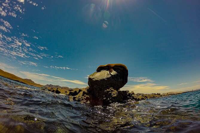 Whale Sharks and Sea Lions Snorkeling Picnic at Balandra Beach - Timing, group size, and why “small” matters in the water