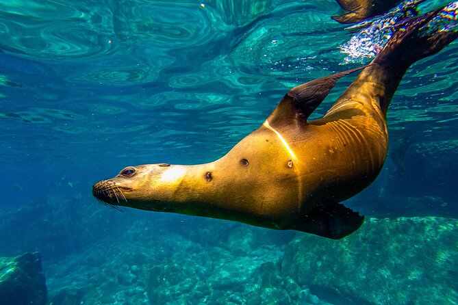 Whale Sharks and Sea Lions Snorkeling Picnic at Balandra Beach - Marine life science outreach: what it adds to the experience