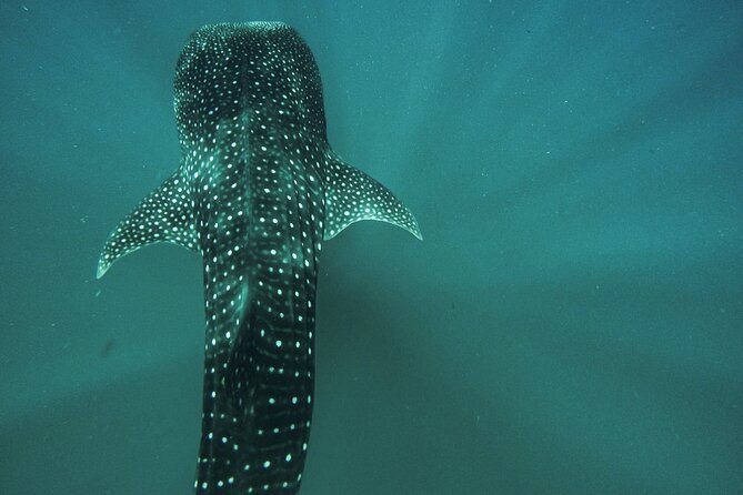 Whale Sharks and Sea Lions Snorkeling Picnic at Balandra Beach - Value and price: what $269.31 gets you (and what not to expect)