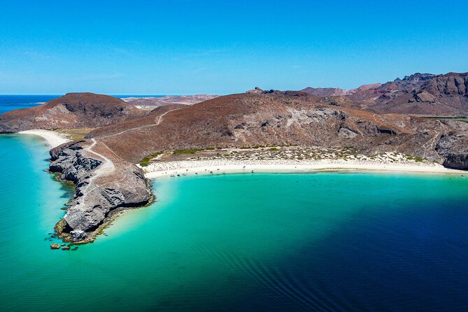 Whale sharks and sea lions snorkeling plus Balandra beach lunch - Key Highlights You’ll Notice Fast