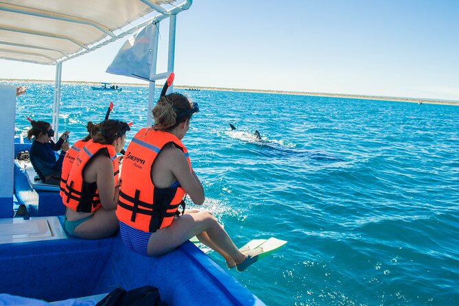 Whale sharks and sea lions snorkeling plus Balandra beach lunch - Where the Day Starts: Marina de La Paz, Gear Fit, and a Timely Check-In