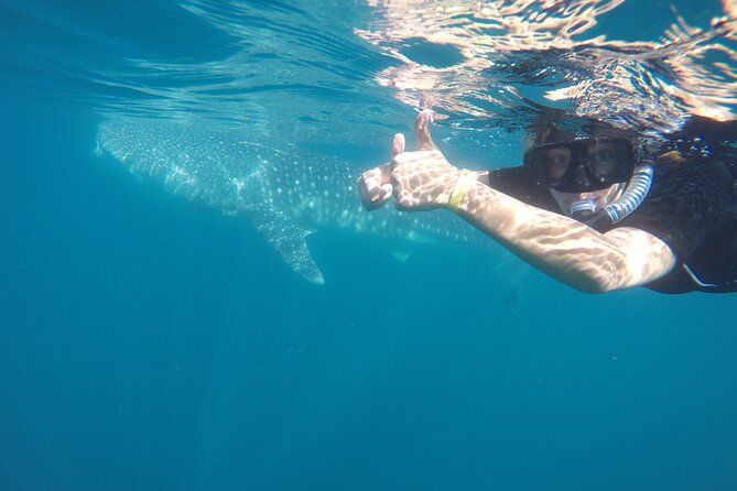 Whale sharks and sea lions snorkeling plus Balandra beach lunch - The Snorkel Rhythm: Small Groups, Turn-Taking, and Multiple Swims