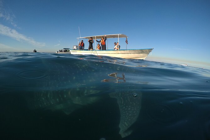 Whale sharks and sea lions snorkeling plus Balandra beach lunch - Sea Lions Are a Real Bonus Here, Not Just a Side Stop