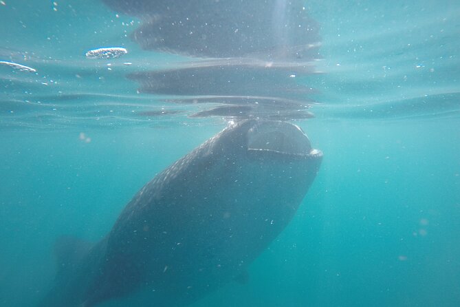 Whale sharks and sea lions snorkeling plus Balandra beach lunch - Balandra Beach Lunch: What You Eat and Why the Break Is Worth It