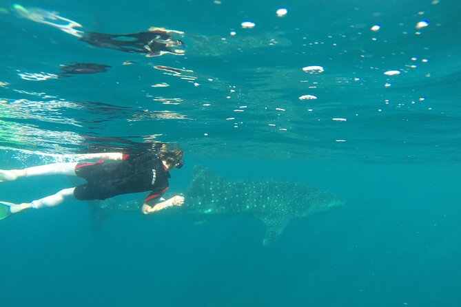 Whale sharks and sea lions snorkeling plus Balandra beach lunch - GoPro Photos and Video: The Fun Part, Plus a Realistic Expectation