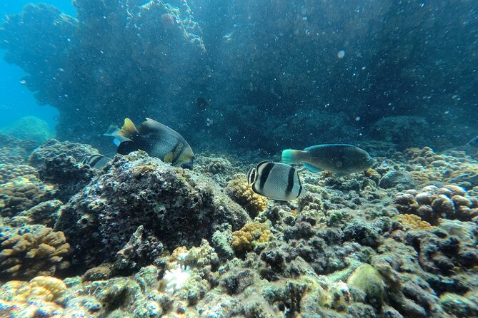 Whale sharks and sea lions snorkeling plus Balandra beach lunch - Weather and Waves: Why Your “Yes” Depends on the Forecast