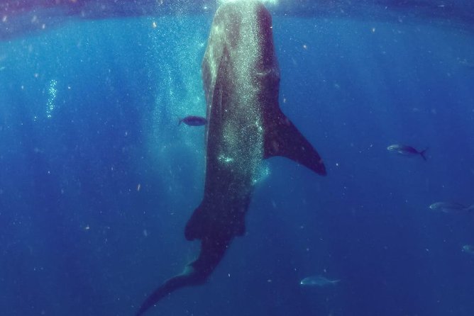 Whale Sharks Small-Group Tour in Cancun and Riviera Maya - Whale Sharks Off the Yucatán: The Part That Feels Truly Special