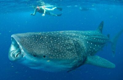 Whale Sharks Small-Group Tour in Cancun and Riviera Maya - Hotel Pickup and the 8-Hour Day Reality