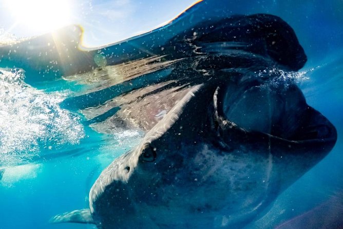 Whale Sharks Small-Group Tour in Cancun and Riviera Maya - The Whale Shark Swim: Small Boat, Pair Entry, Short Windows