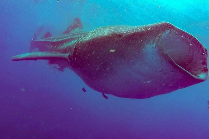 Whale Sharks Small-Group Tour in Cancun and Riviera Maya - Managing the Crowd: Wildlife Rules and Why Not Everyone Jumps In